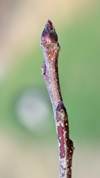 Ahrista buds in januar